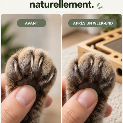 Boîte d'éveil Minou & Co, jeu de chasse et entretien des griffes